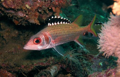 Click to View Blackfin Squirrelfish<br><span style='font-size:12px'><i>inaturalist</i></span>