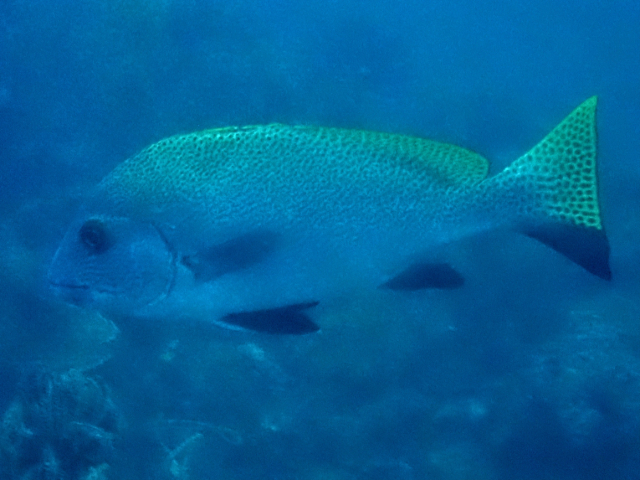 Blackfin Sweetlips Blackfin Sweetlips<br><span style='font-size:12px'><i>Dave & Rose</i>  Philippines  4th May 2026</span>