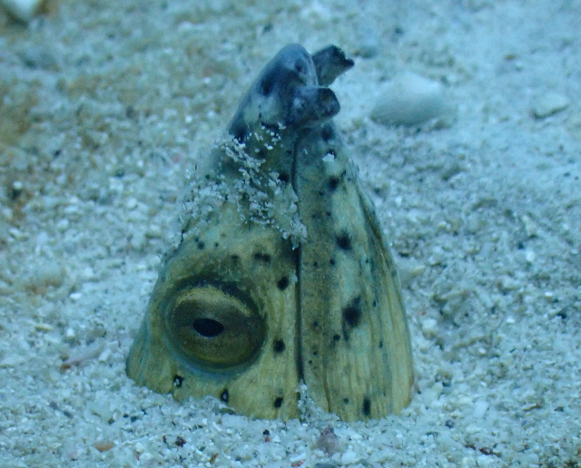 Click to View Black-finned Snake Eel<br><span style='font-size:12px'><i>Dave & Rose</i></span>