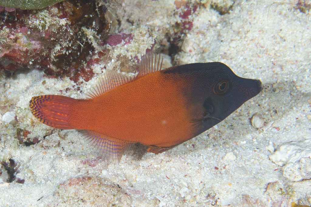 Click to View Blackheaded Filefish<br><span style='font-size:12px'><i>iNaturalist</i></span>