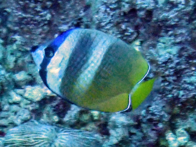 Blacklip Butterflyfish<br><span style='font-size:12px'><i>Dave & Rose</i></span>