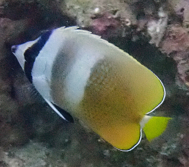 Click to View Blacklip Butterflyfish<br><span style='font-size:12px'><i>Dave & Rose</i></span>