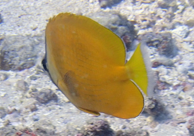 Click to View Blacklip Butterflyfish<br><span style='font-size:12px'><i>Dave & Rose</i></span>