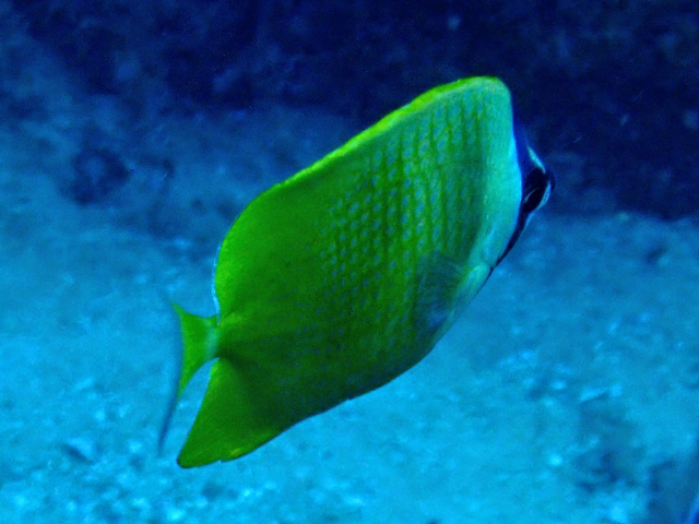 Click to View Blacklip Butterflyfish<br><span style='font-size:12px'><i>Dave & Rose</i></span>