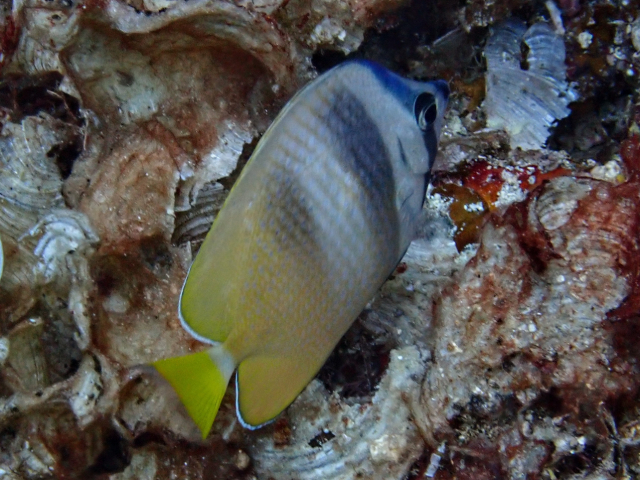 Click to View Blacklip Butterflyfish<br><span style='font-size:12px'><i>Dave & Rose</i></span>