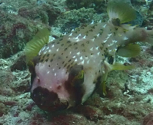 Click to View Blacklip Porcupinefish<br><span style='font-size:12px'><i>Dave & Rose</i></span>