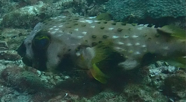 Click to View Blacklip Porcupinefish<br><span style='font-size:12px'><i>Dave & Rose</i></span>