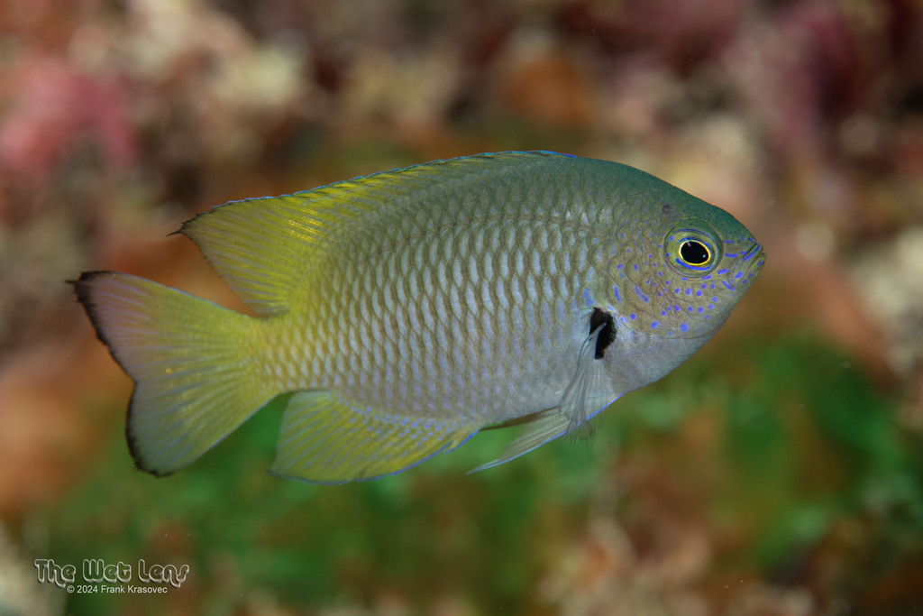 Click to View Blackmargin Damsel<br><span style='font-size:12px'><i>iNaturalist</i></span>