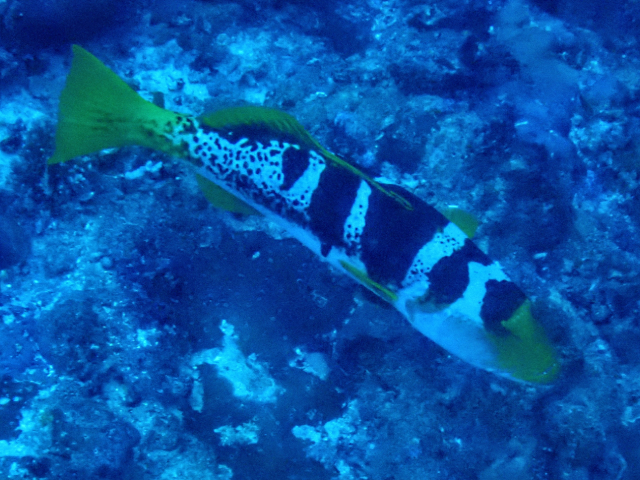 Click to View Blacksaddle Coral Grouper<br><span style='font-size:12px'><i>Dave & Rose</i></span>