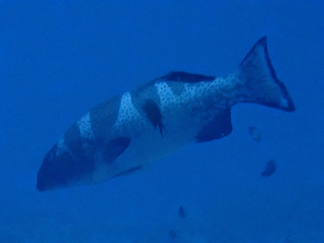 Blacksaddle Coral Grouper - dark variant<br><span style='font-size:12px'><i>Dave & Rose</i></span>