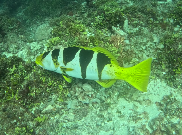 Click to View Blacksaddle Coral Grouper<br><span style='font-size:12px'><i>Dave & Rose</i></span>