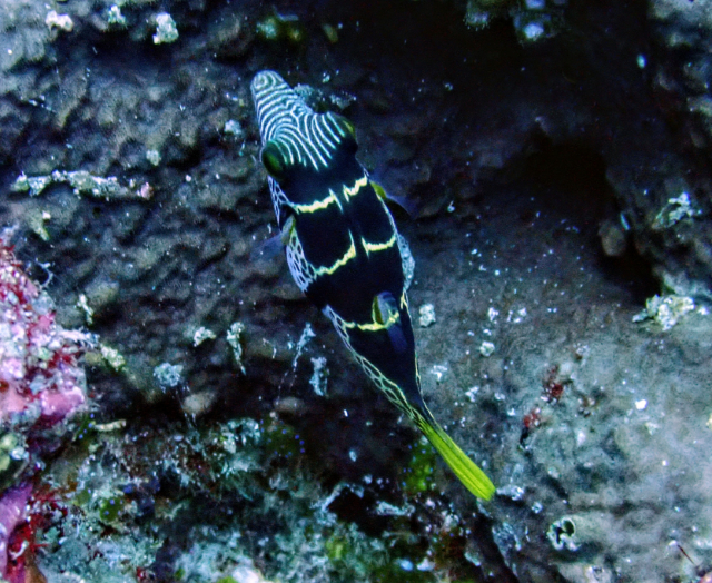 Click to View Black-saddled Toby<br><span style='font-size:12px'><i>Dave & Rose</i></span>