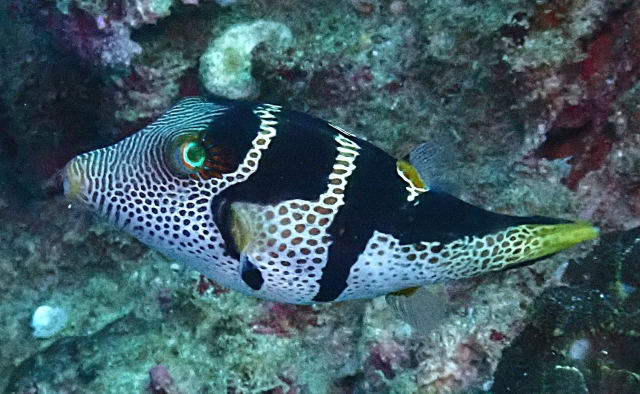 Click to View Black-saddled Toby<br><span style='font-size:12px'><i>Dave & Rose</i></span>