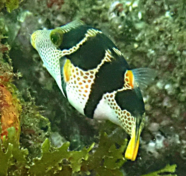 Click to View Black-saddled Toby<br><span style='font-size:12px'><i>Dave & Rose</i></span>