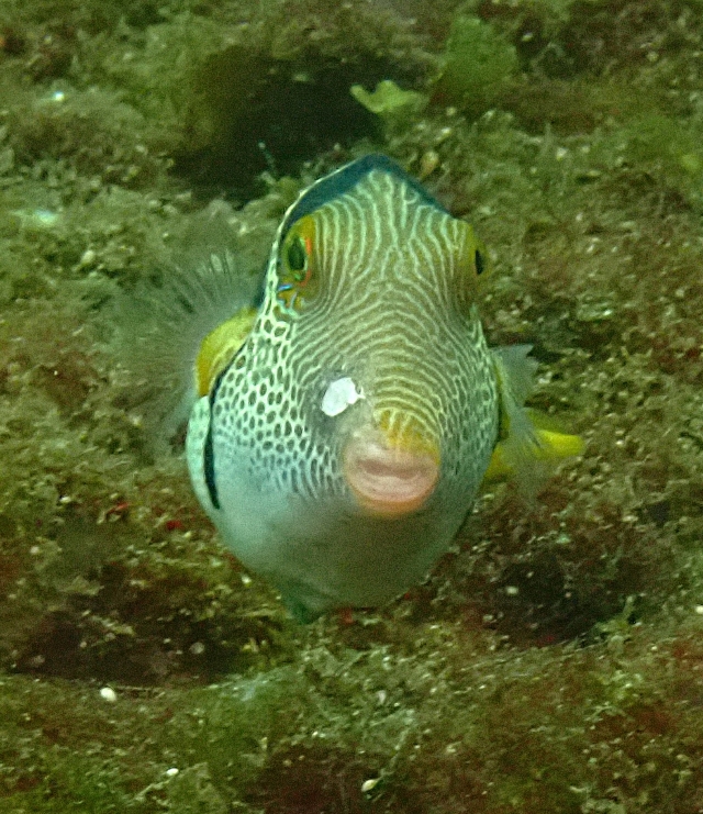 Click to View Black-saddled Toby<br><span style='font-size:12px'><i>Dave & Rose</i></span>