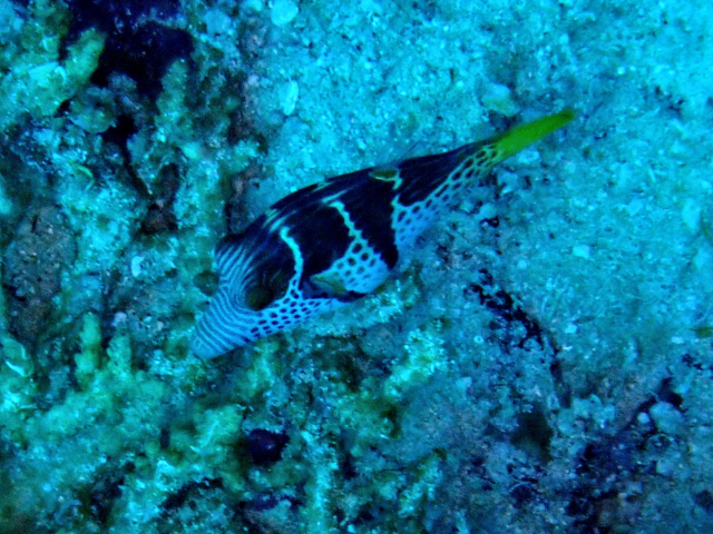 Click to View Black-saddled Toby<br><span style='font-size:12px'><i>Dave & Rose</i></span>