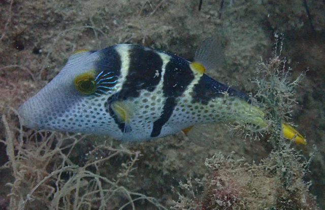 Click to View Black-saddled Toby<br><span style='font-size:12px'><i>Dave & Rose</i></span>