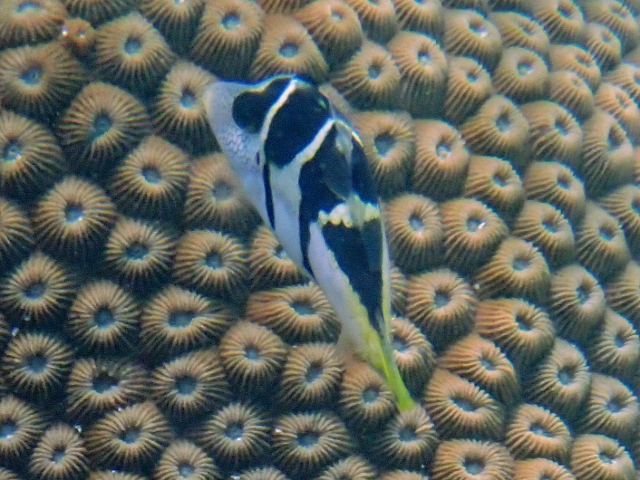 Click to View Black-saddled Toby<br><span style='font-size:12px'><i>Dave & Rose</i></span>