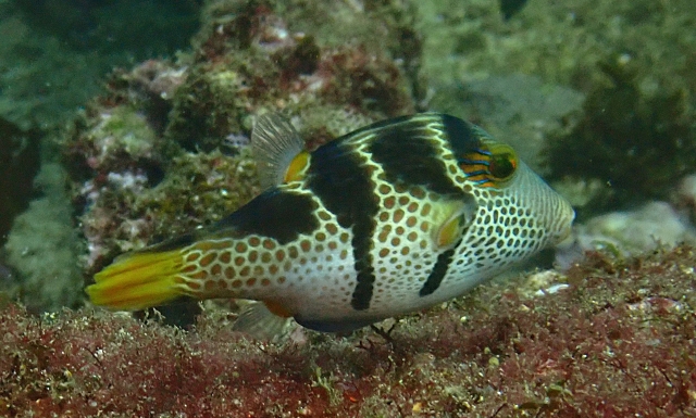 Click to View Black-saddled Toby<br><span style='font-size:12px'><i>Dave & Rose</i></span>