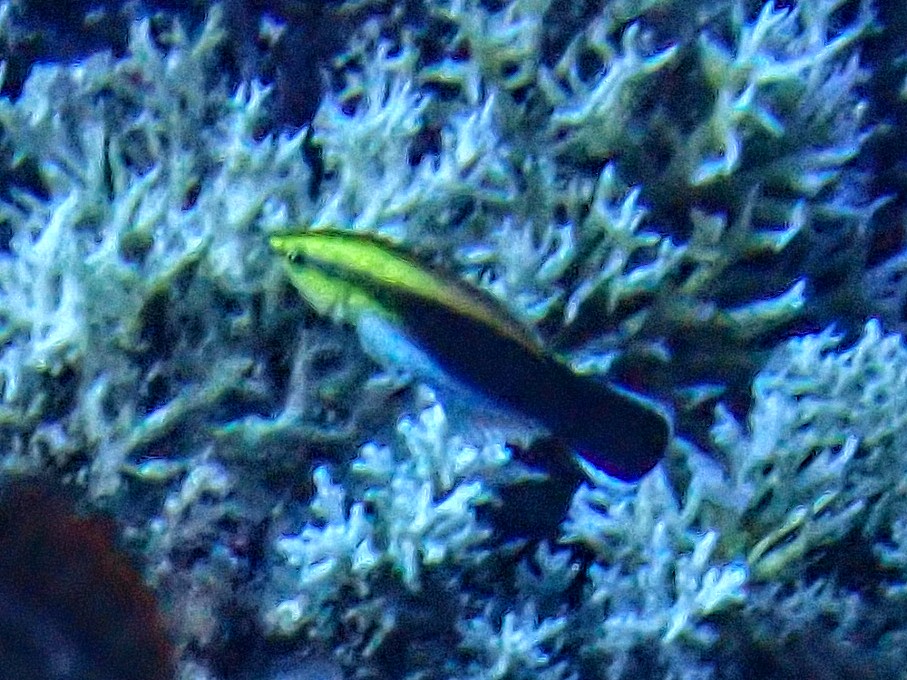 Blackspot cleaner wrasse<br><span style='font-size:12px'><i>Dave & Rose</i>&nbsp&nbspPhilippines&nbsp&nbsp30th Apr 2026</span>