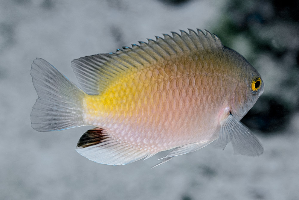 Blackspot Damsel Blackspot Damsel<br><span style='font-size:12px'><i>Dave & Rose</i>  Philippines  4th May 2026</span>