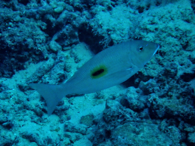 Click to View Blackspot Emperor<br><span style='font-size:12px'><i>Dave & Rose</i></span>