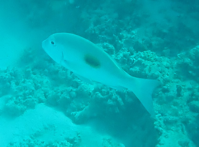 Click to View Blackspot Emperor<br><span style='font-size:12px'><i>Dave & Rose</i></span>