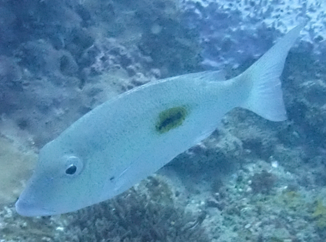 Click to View Blackspot Emperor<br><span style='font-size:12px'><i>Dave & Rose</i></span>