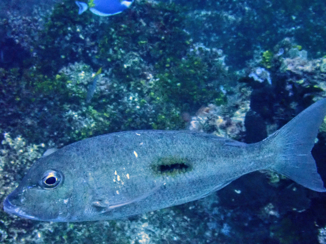 Click to View Blackspot Emperor<br><span style='font-size:12px'><i>Dave & Rose</i></span>