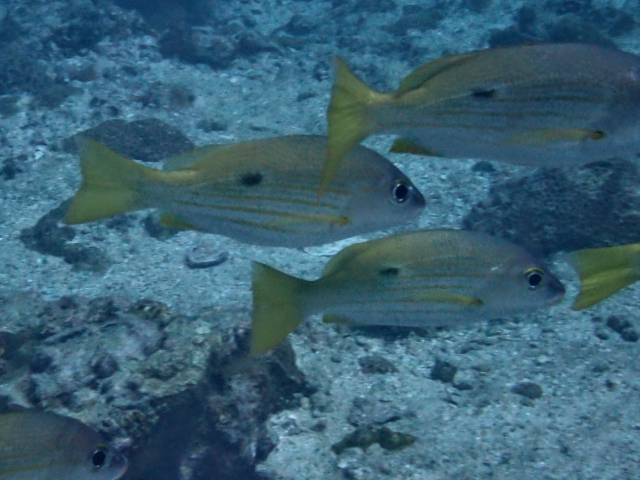 Click to View Blackspot Snapper<br><span style='font-size:12px'><i>Dave & Rose</i></span>