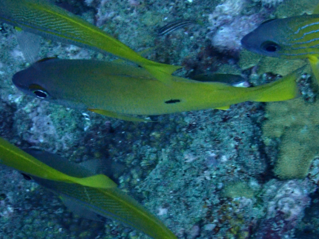 Click to View Blackspot Snapper<br><span style='font-size:12px'><i>Dave & Rose</i></span>