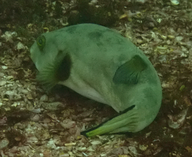 Click to View Immaculate Puffer<br><span style='font-size:12px'><i>Dave & Rose</i></span>