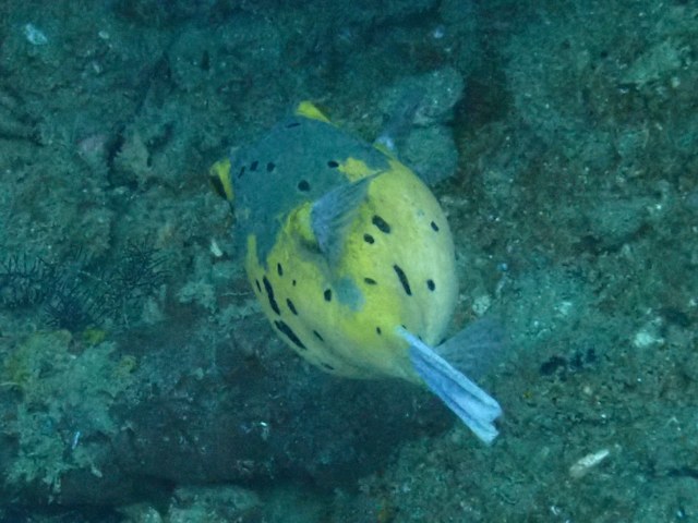 Click to View Blackspotted Puffer<br><span style='font-size:12px'><i>Dave & Rose</i></span>