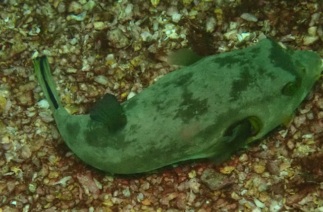 Click to View Immaculate Puffer<br><span style='font-size:12px'><i>Dave & Rose</i></span>