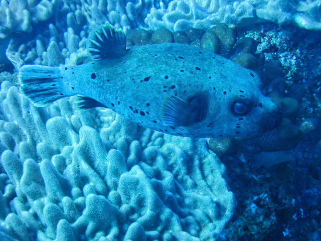 Click to View Blackspotted Puffer<br><span style='font-size:12px'><i>Dave & Rose</i></span>