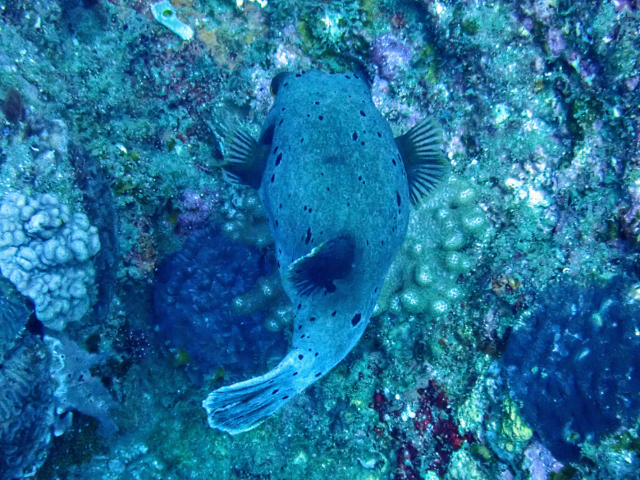 Click to View Blackspotted Puffer<br><span style='font-size:12px'><i>Dave & Rose</i></span>