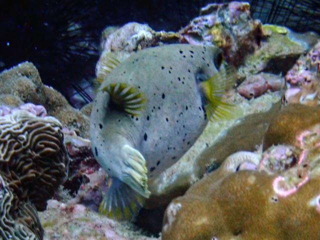 Click to View Blackspotted Puffer<br><span style='font-size:12px'><i>Dave & Rose</i></span>