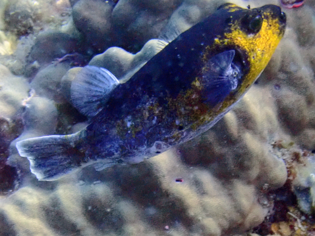 Blackspotted Puffer<br><span style='font-size:12px'><i>Dave & Rose</i></span>