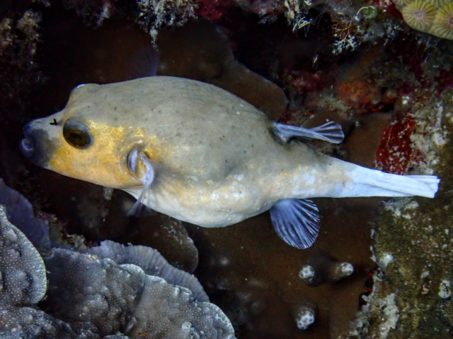 Blackspotted Puffer<br><span style='font-size:12px'><i>Dave & Rose</i></span>