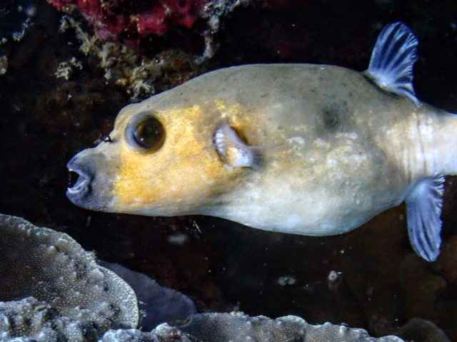 Blackspotted Puffer<br><span style='font-size:12px'><i>Dave & Rose</i></span>
