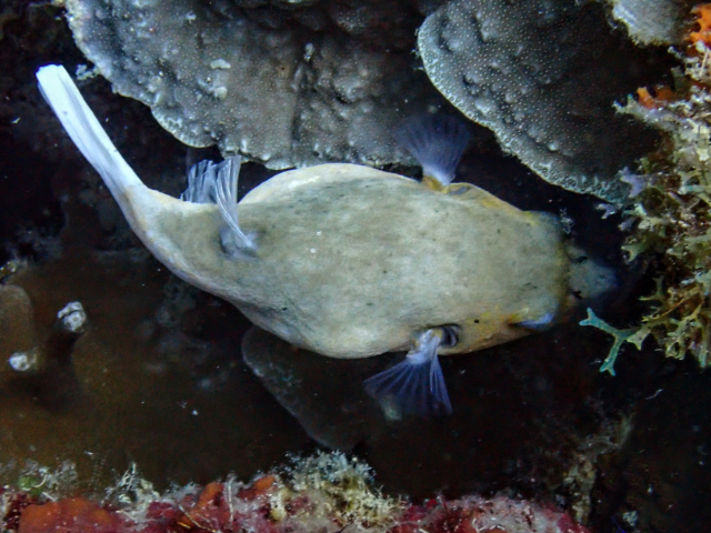 Blackspotted Puffer<br><span style='font-size:12px'><i>Dave & Rose</i></span>