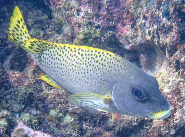 Click to View Blackspotted Sweetlips<br><span style='font-size:12px'><i>Dave & Rose</i></span>