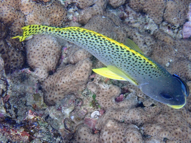 Click to View Blackspotted Sweetlips<br><span style='font-size:12px'><i>Dave & Rose</i></span>