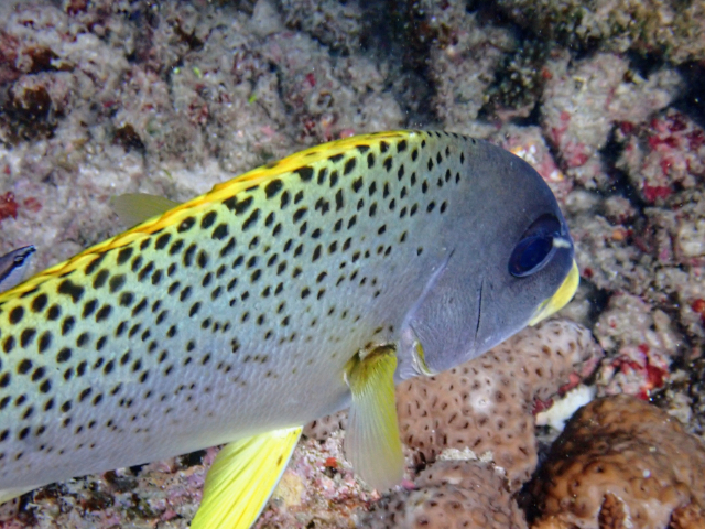 Click to View Blackspotted Sweetlips<br><span style='font-size:12px'><i>Dave & Rose</i></span>