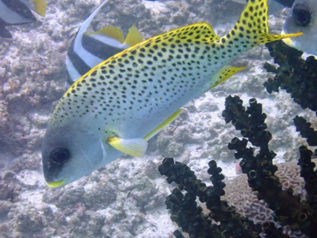 Click to View Blackspotted Sweetlips<br><span style='font-size:12px'><i>Dave & Rose</i></span>