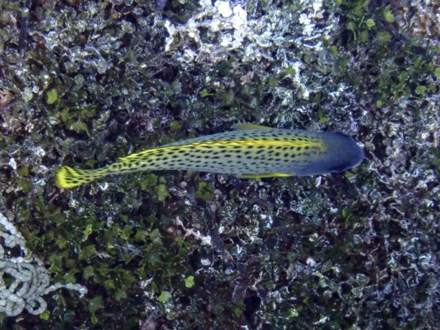 Click to View Blackspotted Sweetlips<br><span style='font-size:12px'><i>Dave & Rose</i></span>