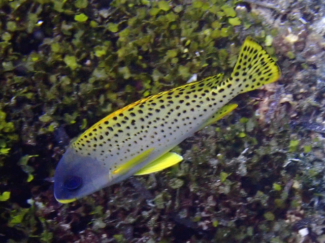 Click to View Blackspotted Sweetlips<br><span style='font-size:12px'><i>Dave & Rose</i></span>