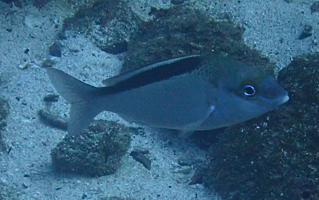 Click to View Blackstreak Spinecheek<br><span style='font-size:12px'><i>Dave & Rose</i></span>