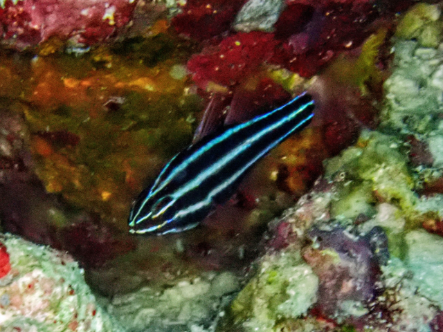 Click to View Blackstripe Cardinalfish<br><span style='font-size:12px'><i>Dave & Rose</i></span>