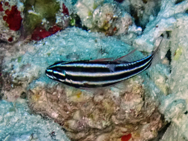 Click to View Blackstripe Cardinalfish<br><span style='font-size:12px'><i>Dave & Rose</i></span>